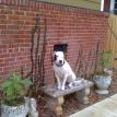 wilmore uptown charlotte Scott Lindsley 4th ward southend pit bull realtor agent
